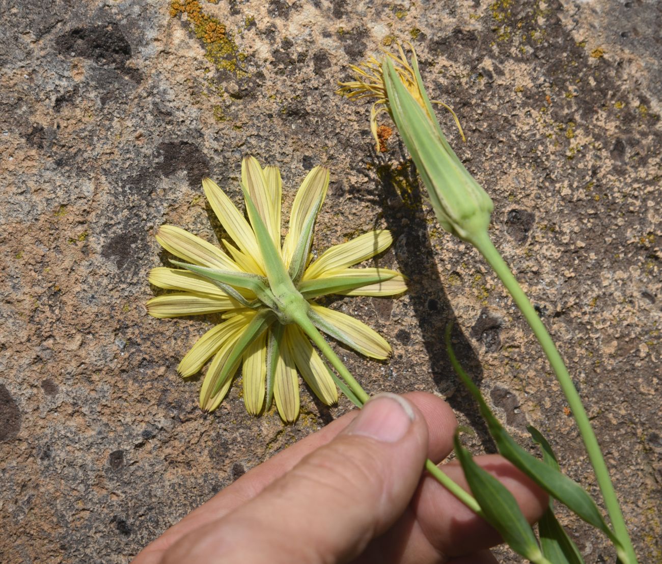 Image of Tragopogon albinervis specimen.