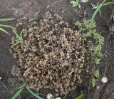 Image of taxon representative. Author is Григорий Токарев