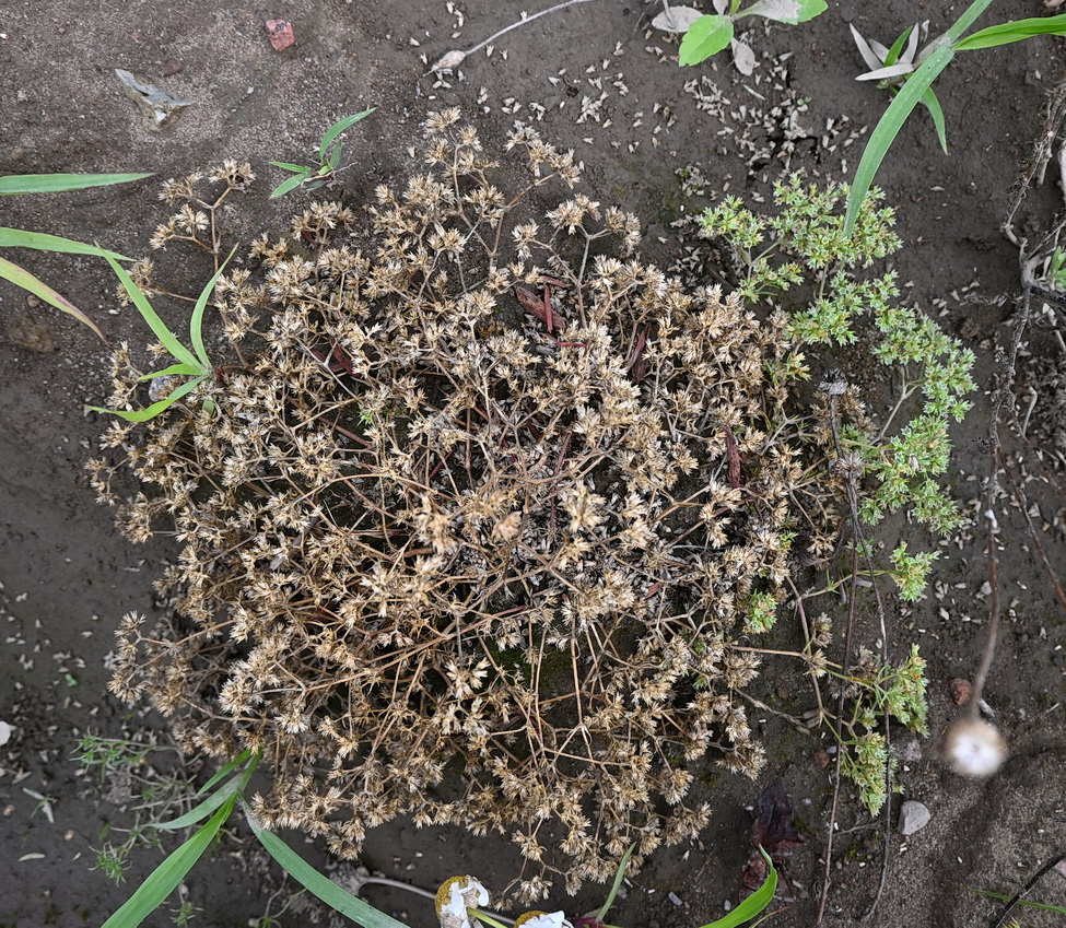 Image of Scleranthus annuus specimen.