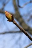 Aesculus hippocastanum. Побег с проснувшейся почкой. Санкт-Петербург, Кировский р-н, в уличном озеленении. 16.04.2026.