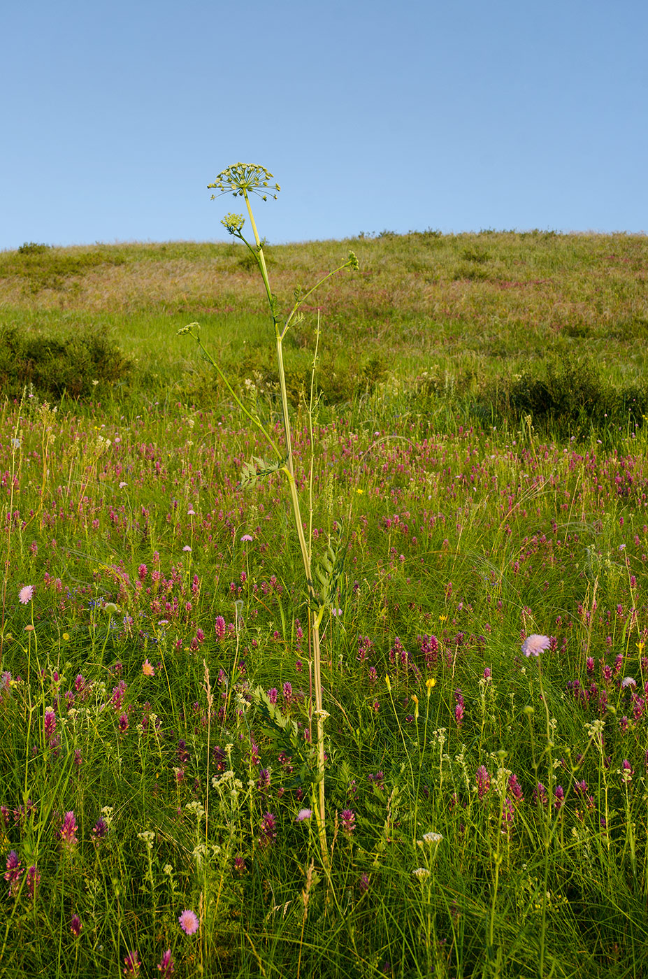 Изображение особи семейство Apiaceae.