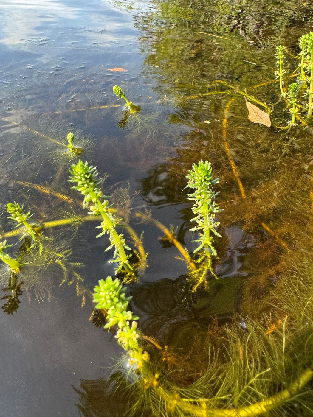 Image of genus Myriophyllum specimen.