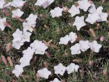 Convolvulus spinifer. Верхушки побегов с цветками и бутонами. Киргизия, Баткенская обл., Баткенский р-н, окр. с. Самаркандык, Туркестанский хр., горы Сары-Тоо, уроч. Мадыген, щебнистый склон. 13 мая 2026 г.