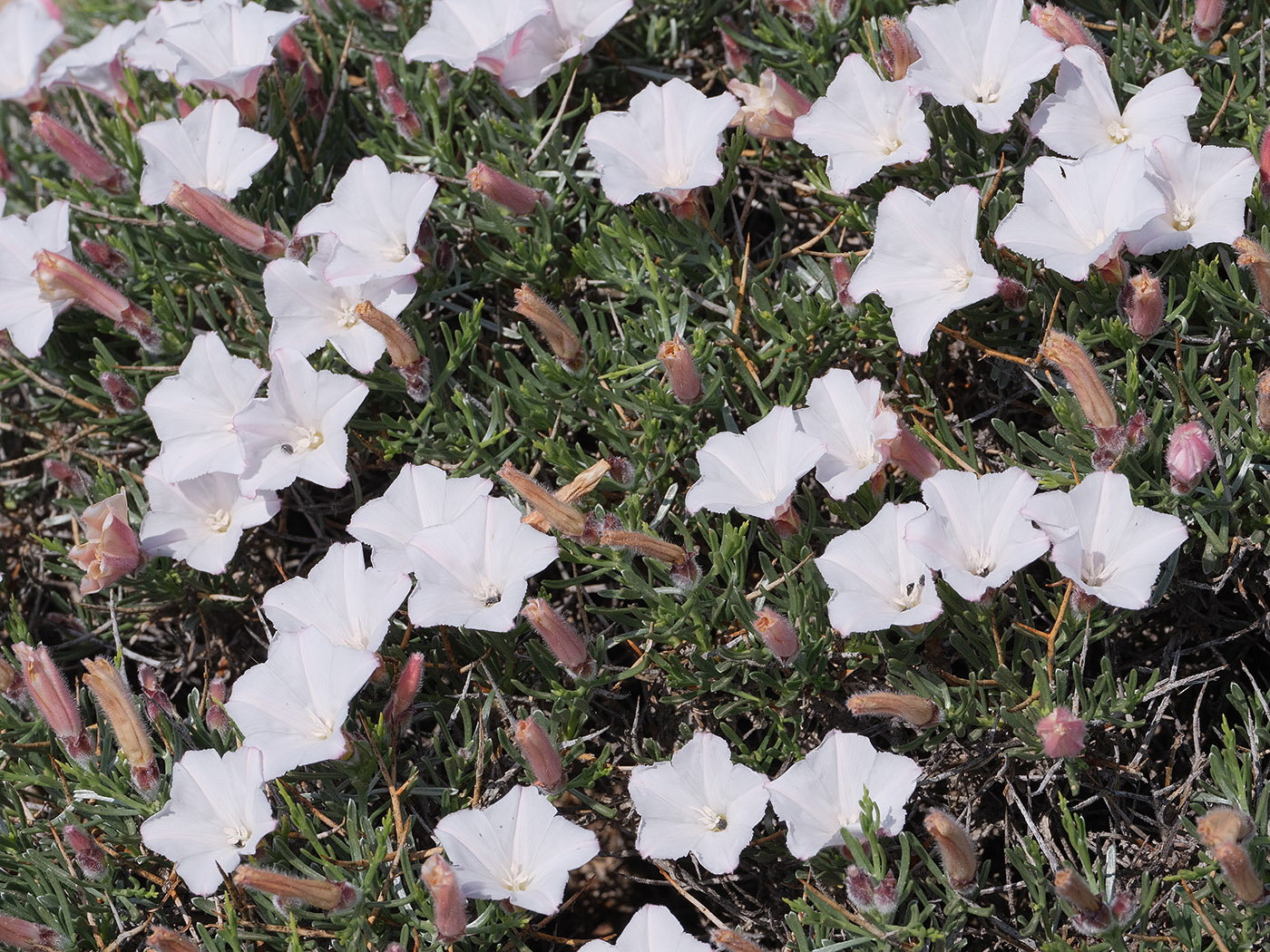 Image of Convolvulus spinifer specimen.