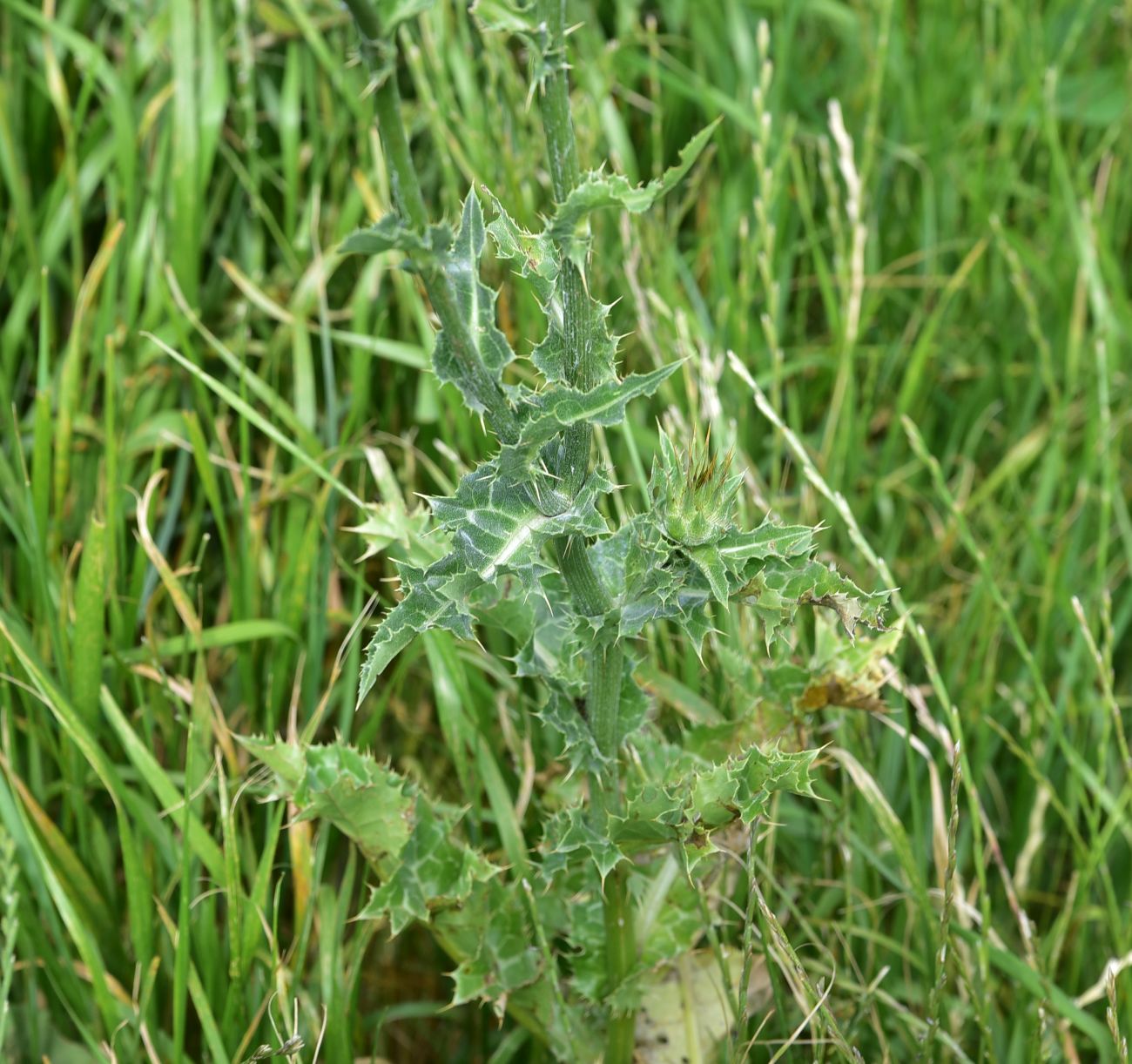 Image of Silybum marianum specimen.