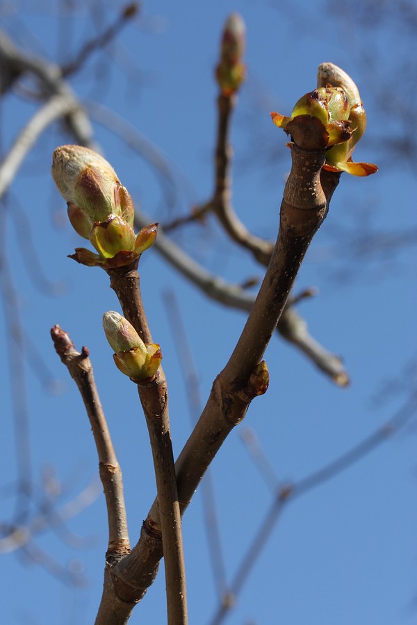 Изображение особи Aesculus hippocastanum.