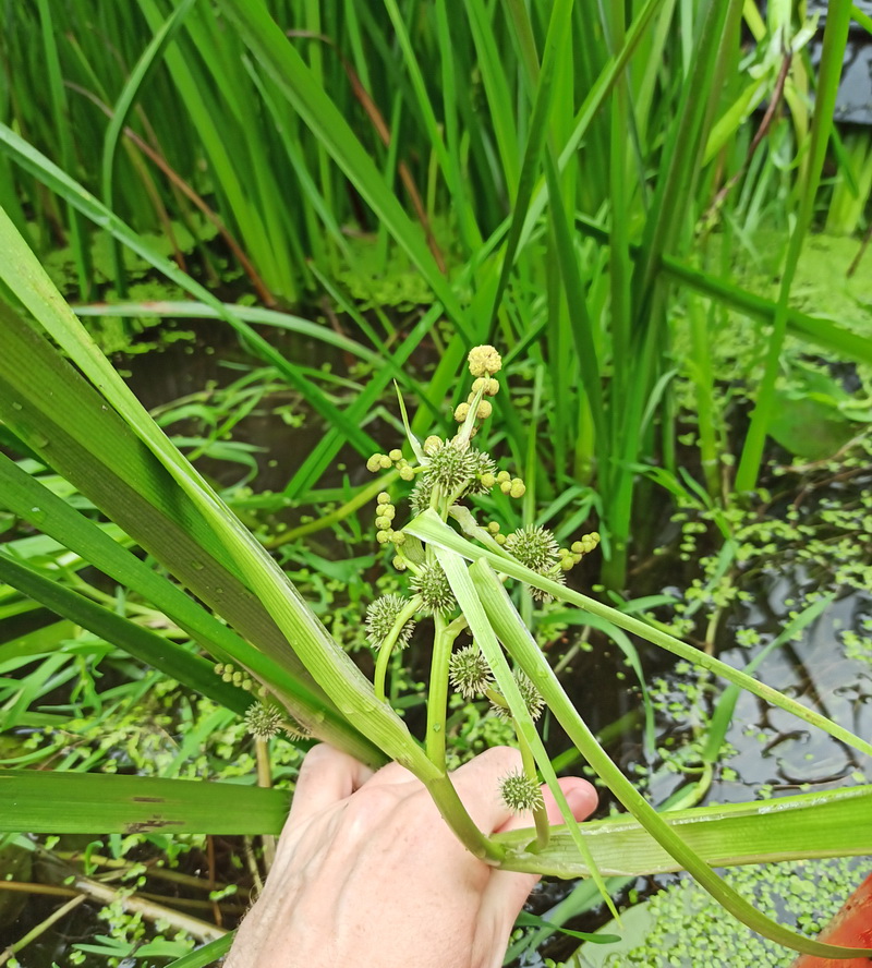 Image of Sparganium erectum specimen.