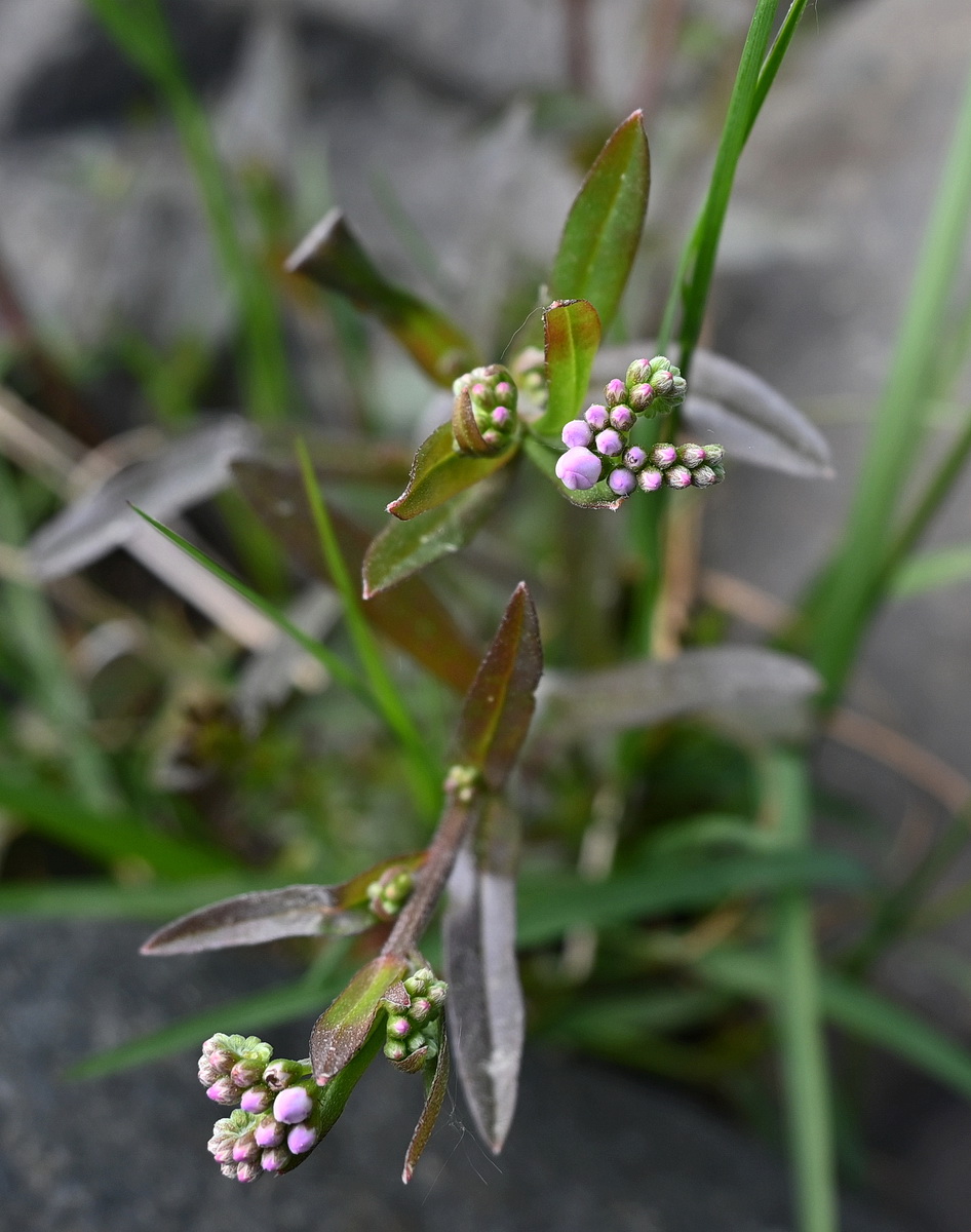 Image of genus Myosotis specimen.