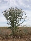 Klasea erucifolia