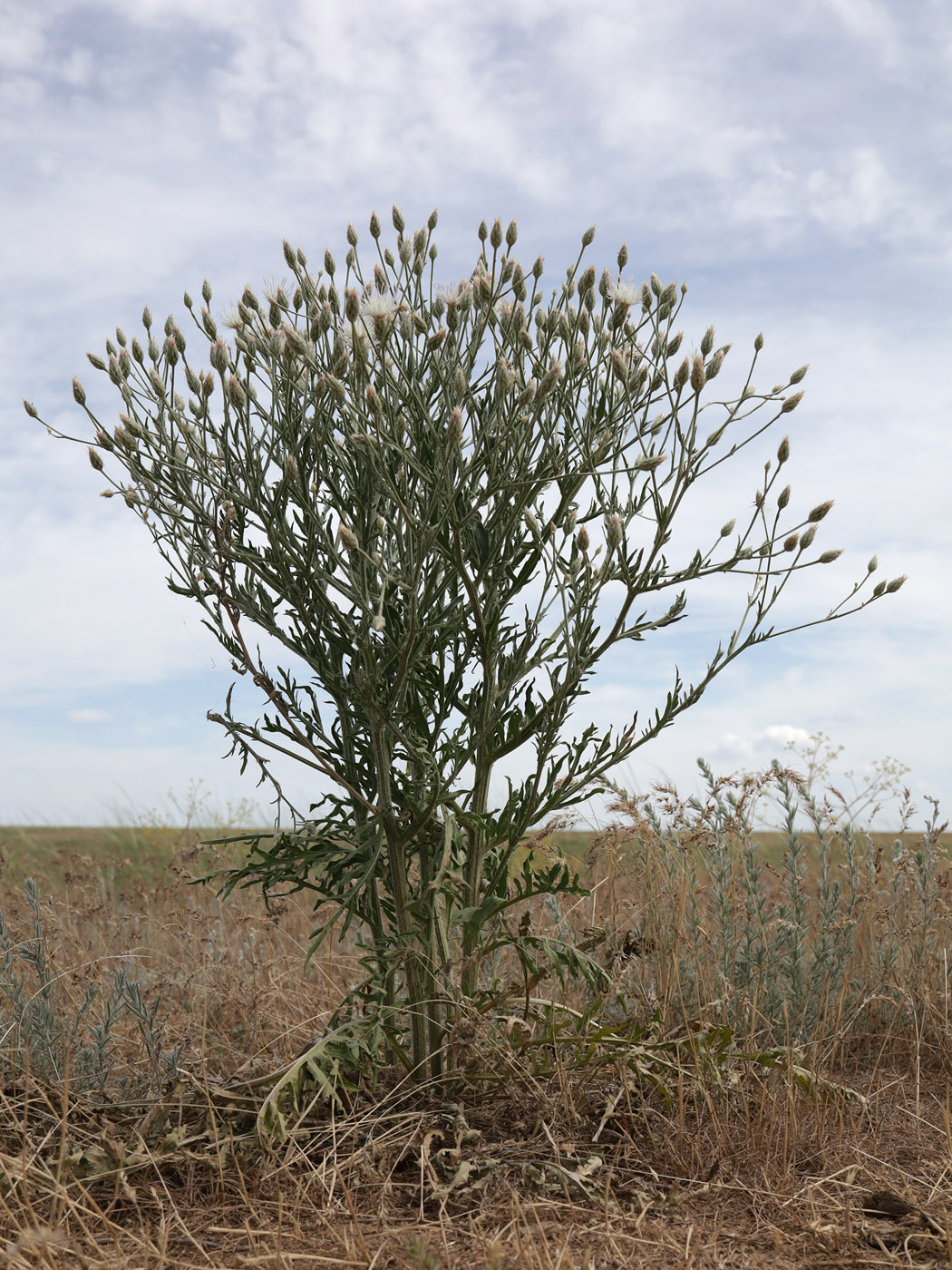 Изображение особи Klasea erucifolia.
