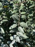Elaeagnus commutata. Веточка. Москва, уличное озеленение. 12.08.2026.