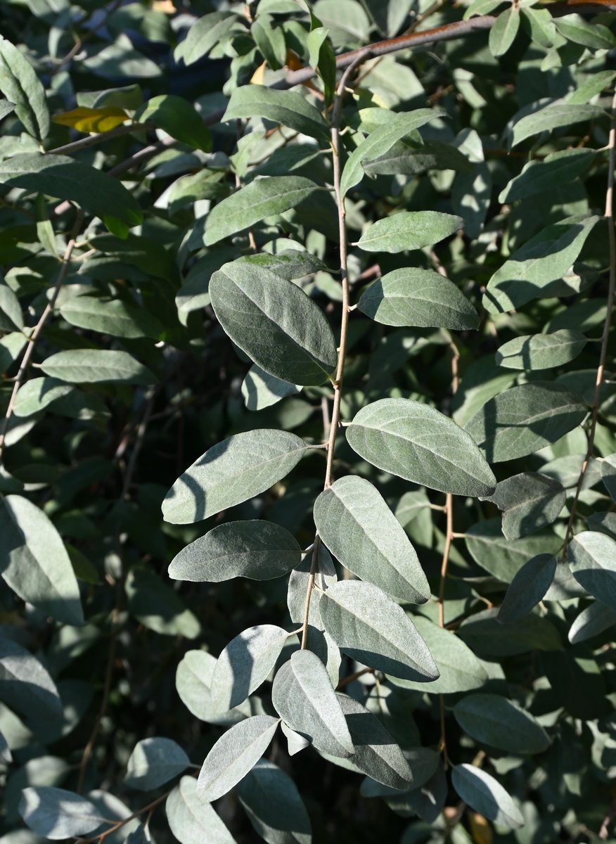 Изображение особи Elaeagnus commutata.