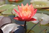 Nymphaea × marliacea. Цветок. Крым, Южный Берег, Никитский ботанический сад. 19 августа 2019 г.