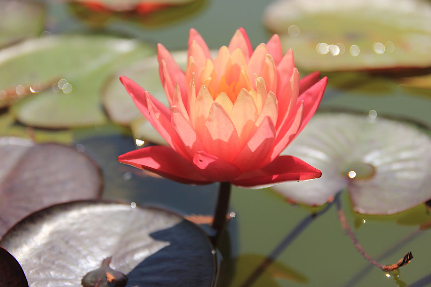 Image of Nymphaea × marliacea specimen.
