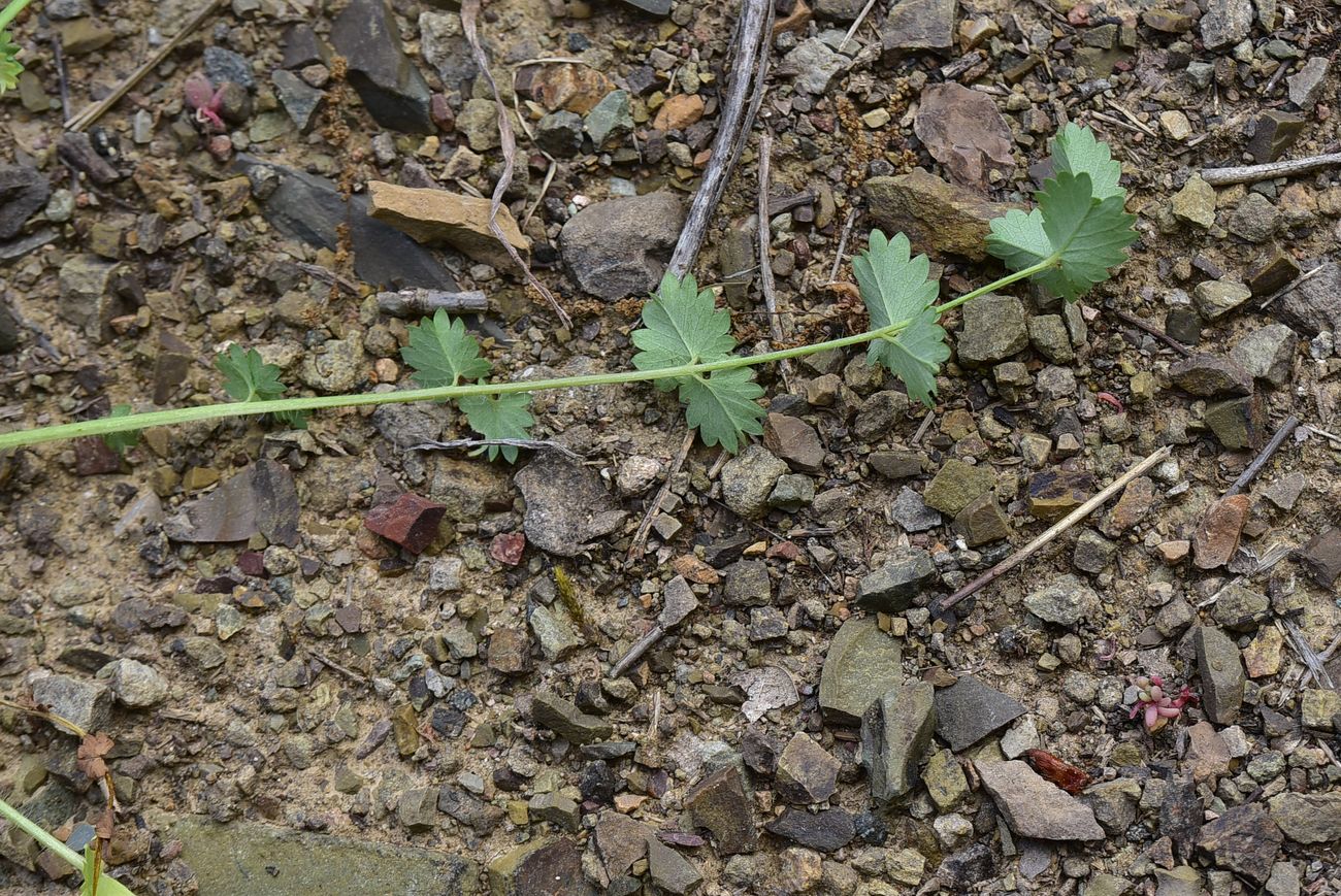 Image of Poterium polygamum specimen.
