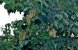 Paulownia tomentosa. Верхушки ветвей с соплодиями. Португалия, г. Лиссабон, в культуре. 07.06.2026.