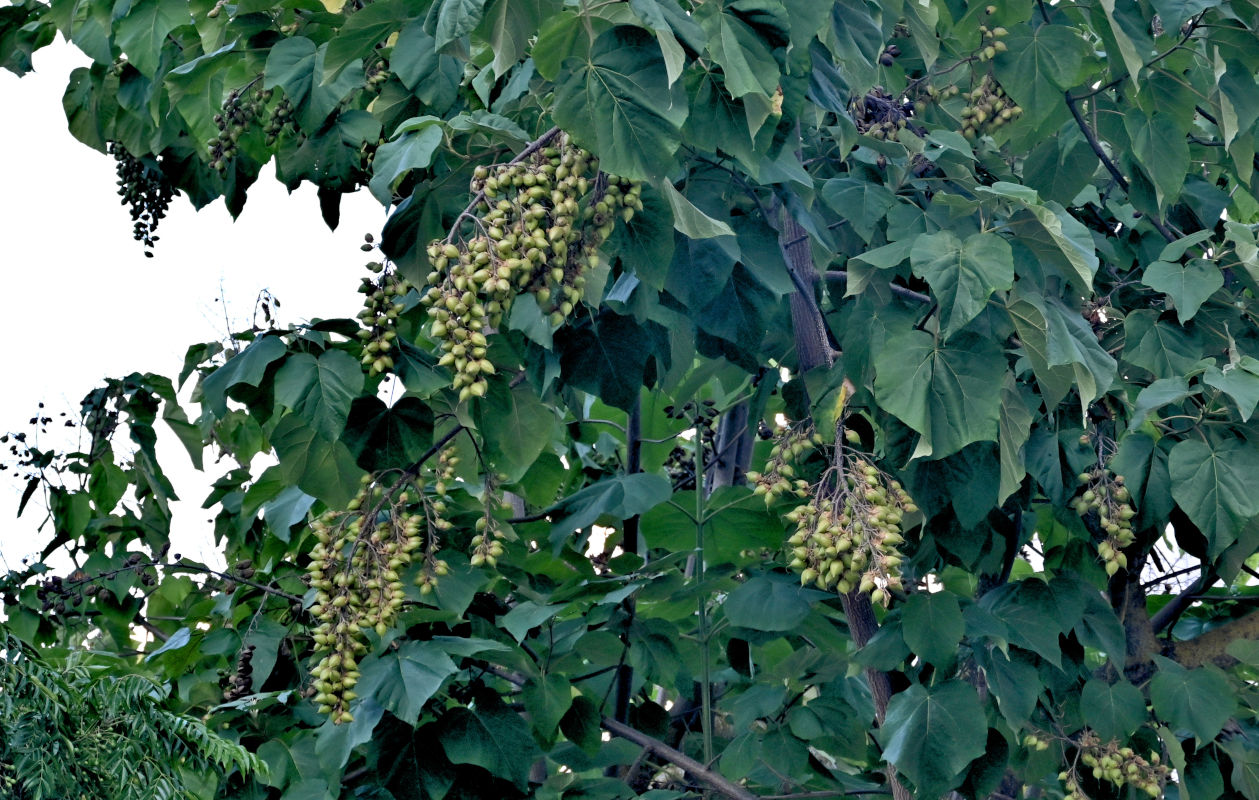 Image of Paulownia tomentosa specimen.