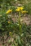 Senecio kolenatianus