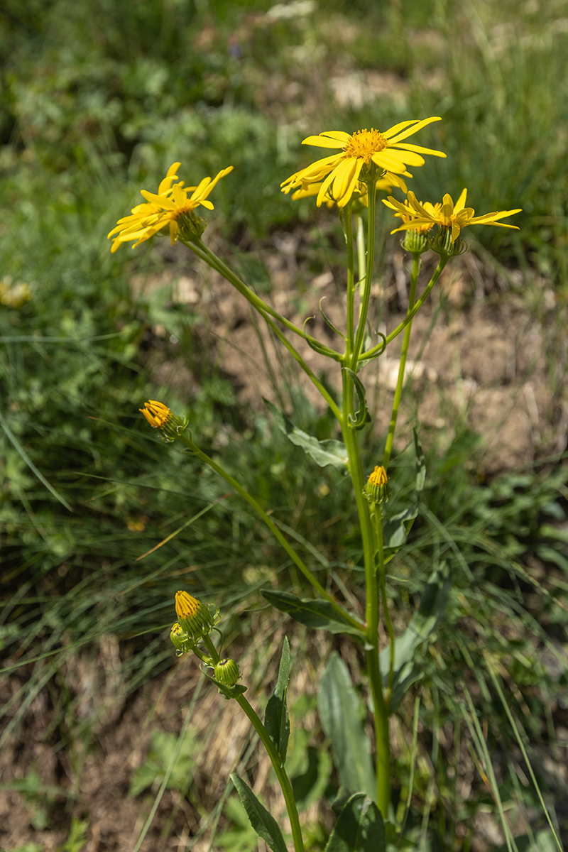 Image of Senecio kolenatianus specimen.