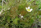 Ranunculus rionii. Верхушка цветущего побега. Краснодарский край, Кущёвский р-н, станица Шкуринская, обсохшее дно лужи в сазовой степи. 13.05.2011.