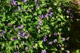 Lathyrus laxiflorus. Цветущие растения. Цветущие растения. Турция, ил Артвин, р-н Юсуфели, окр. дер. Дамлаташ, выс. 1800 м н.у.м., поляна на краю леса. 13 июня 2026 г.