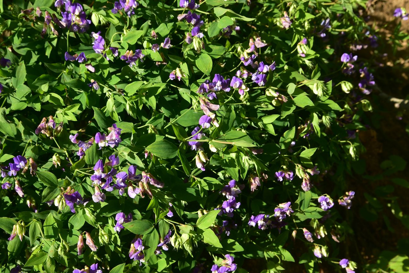 Image of Lathyrus laxiflorus specimen.