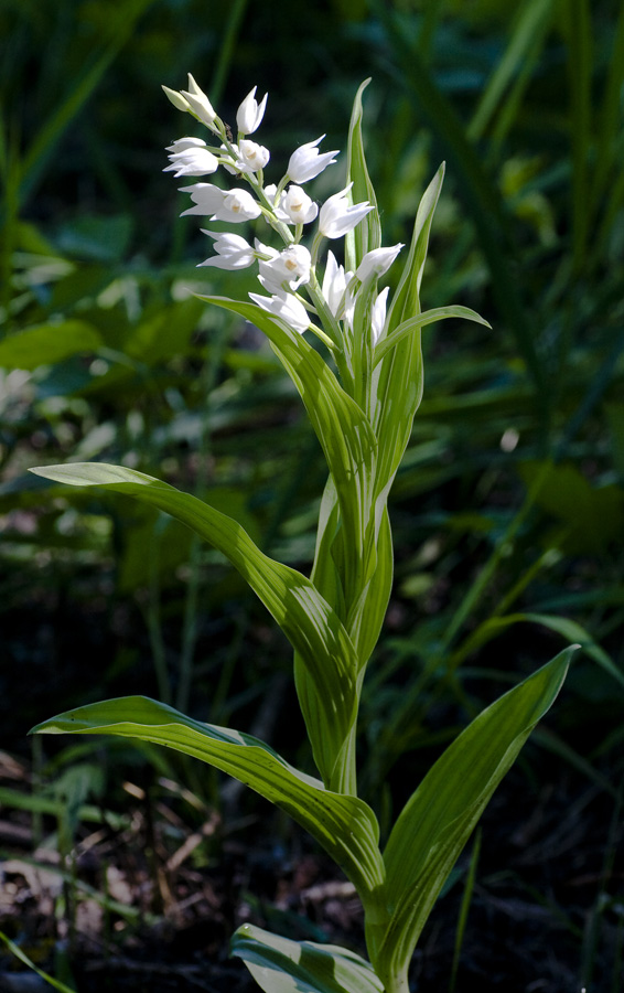 Изображение особи Cephalanthera longifolia.