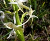 Platanthera bifolia