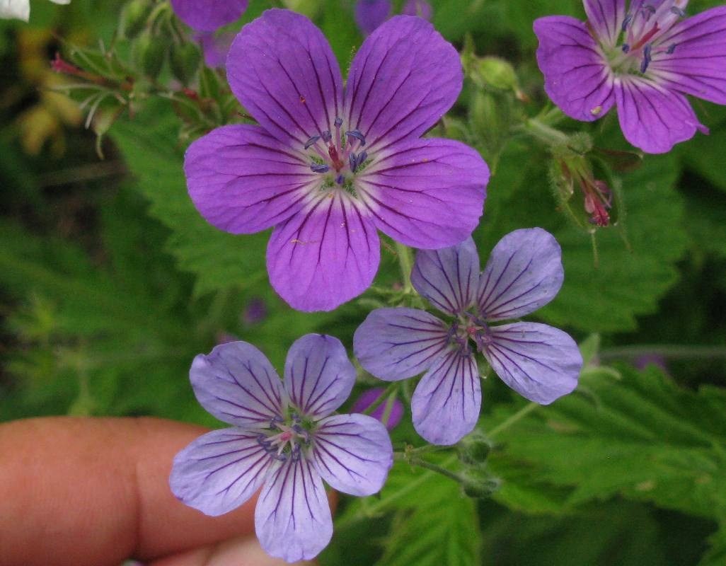 Изображение особи род Geranium.