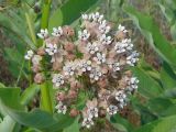 Asclepias syriaca