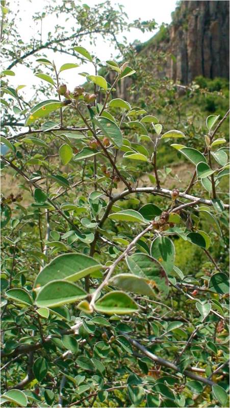 Image of Cotoneaster integerrimus specimen.