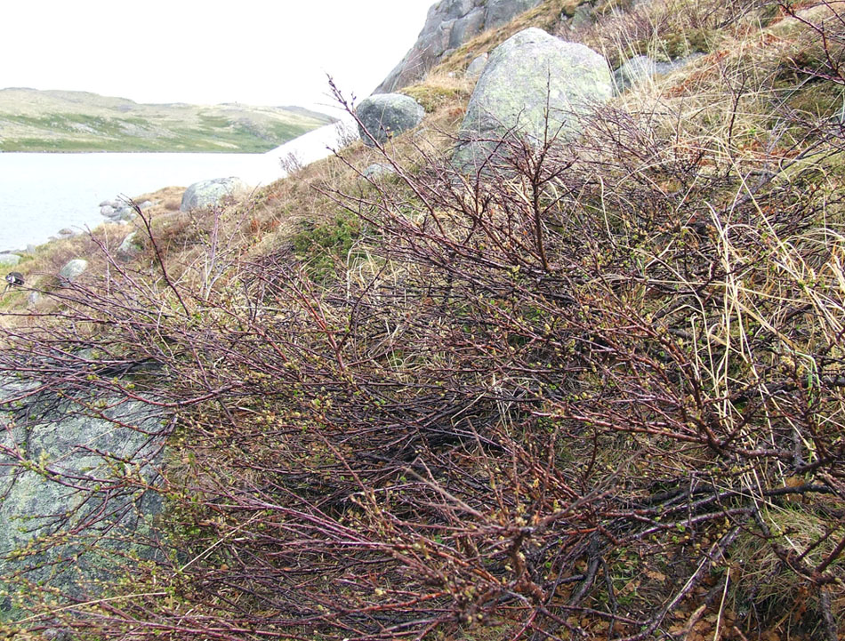 Image of Betula nana specimen.