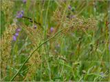Rumex acetosa. Верхушка побега с соплодием. Тверская обл., Ржевский р-н, р. Волга, окр. переката Рождественский, заливной луг. 9 июля 2011 г.