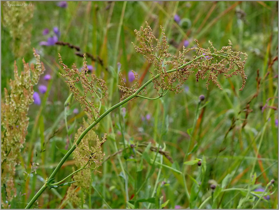 Изображение особи Rumex acetosa.