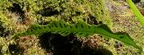 Phyllitis scolopendrium