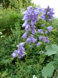 Campanula bononiensis