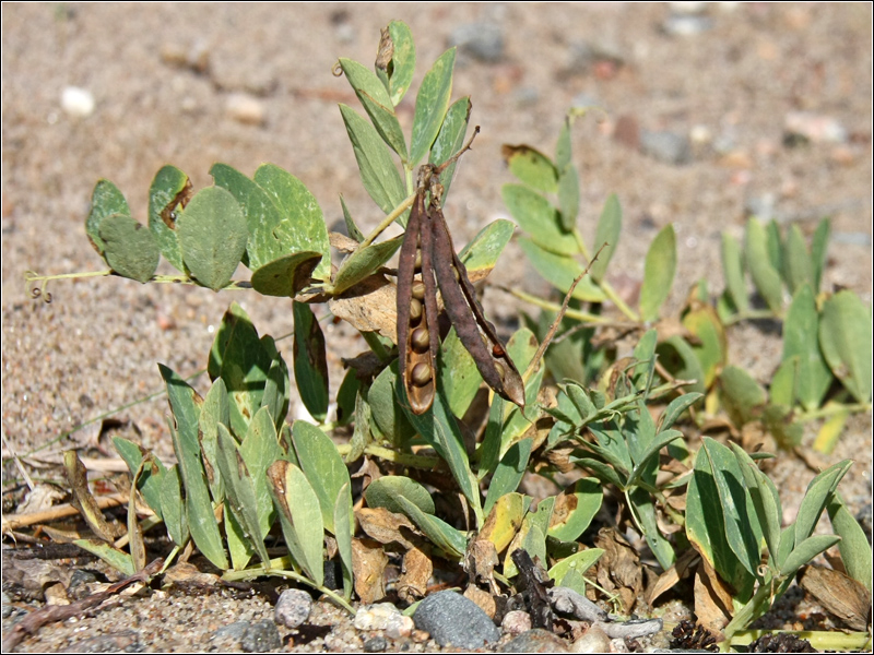 Image of Lathyrus japonicus ssp. maritimus specimen.