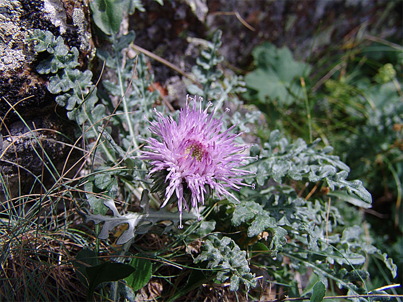 Image of Jurinea filicifolia specimen.