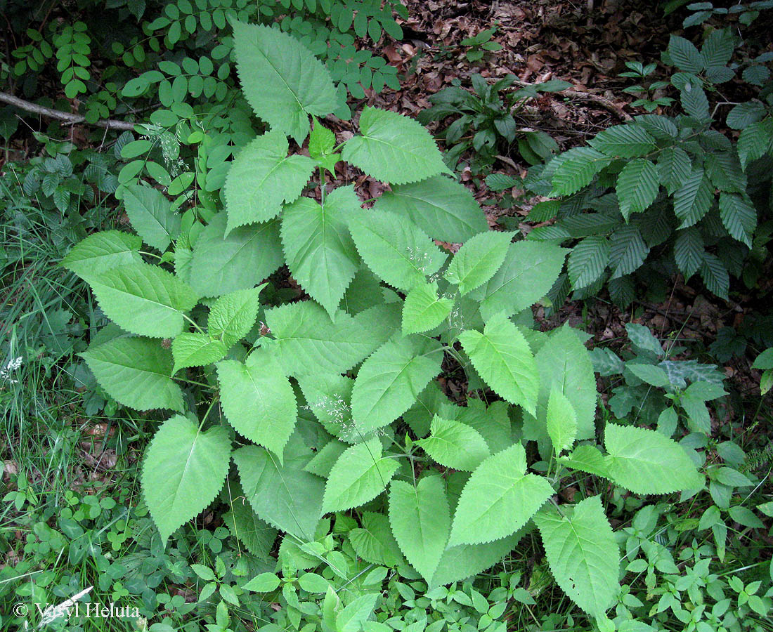 Изображение особи Salvia glutinosa.