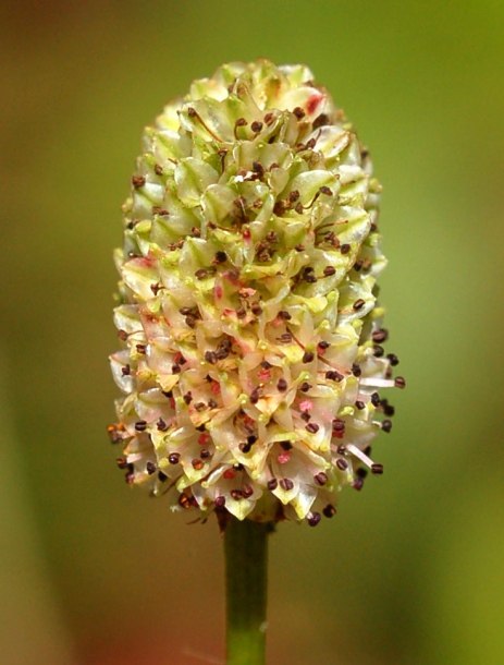 Image of Sanguisorba officinalis specimen.
