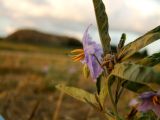 Solanum elaeagnifolium