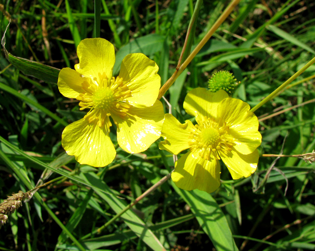 Изображение особи Ranunculus lingua.