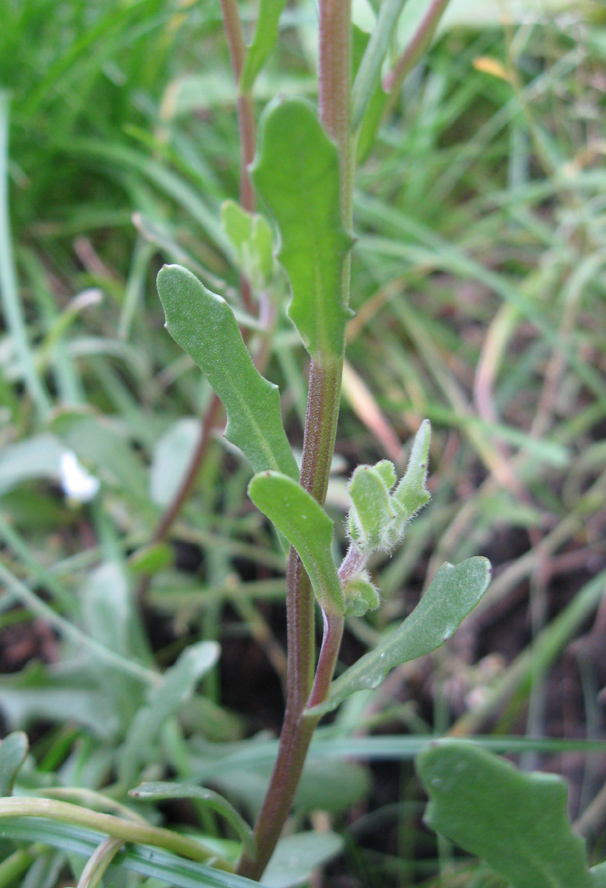 Image of Dimorphotheca hybrida specimen.