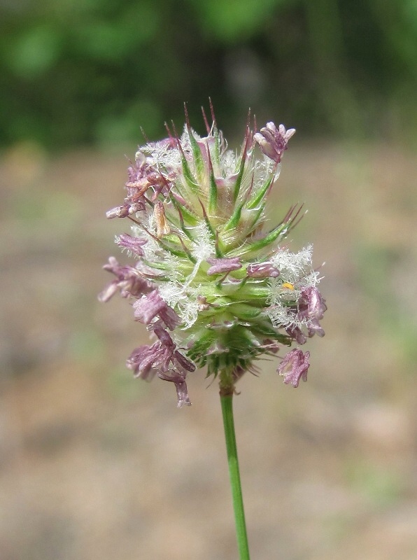 Image of Phleum alpinum specimen.
