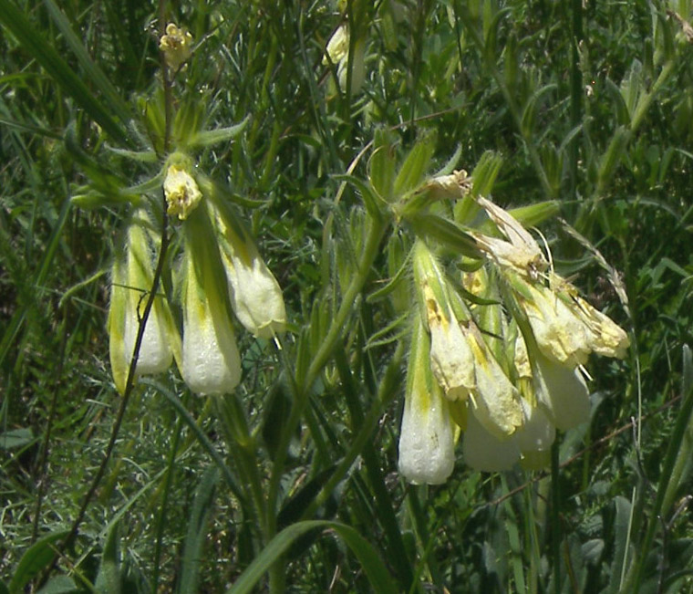 Изображение особи Onosma caucasica.