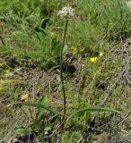 Allium tulipifolium. Цветущее растение. Казахстан, Костанайская обл., Аулиекольский р-н, урочище Аманкарагай.15.05.2011.