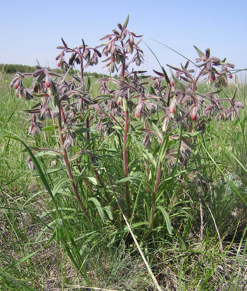 Изображение особи Onosma iricolor.