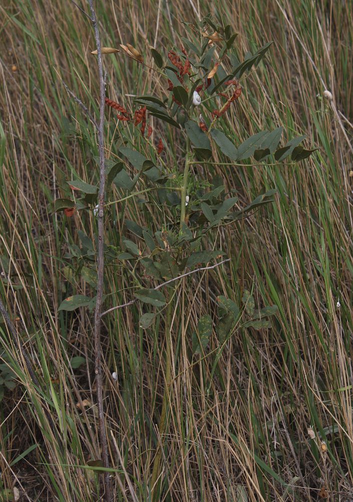 Изображение особи Glycyrrhiza glabra.