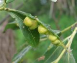 Salix gmelinii