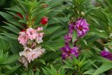 Impatiens balsamina. Побеги с соцветиями. Московская обл., Раменский р-н, окр. дер. Хрипань, дачный участок. 19.08.2007.